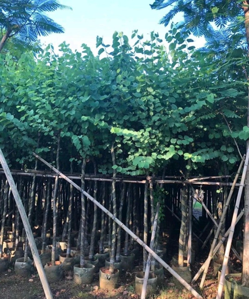 5-20公分宫粉紫荆洋紫荆宫粉羊蹄甲弯叶树