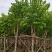 5-20公分宫粉紫荆洋紫荆宫粉羊蹄甲弯叶树