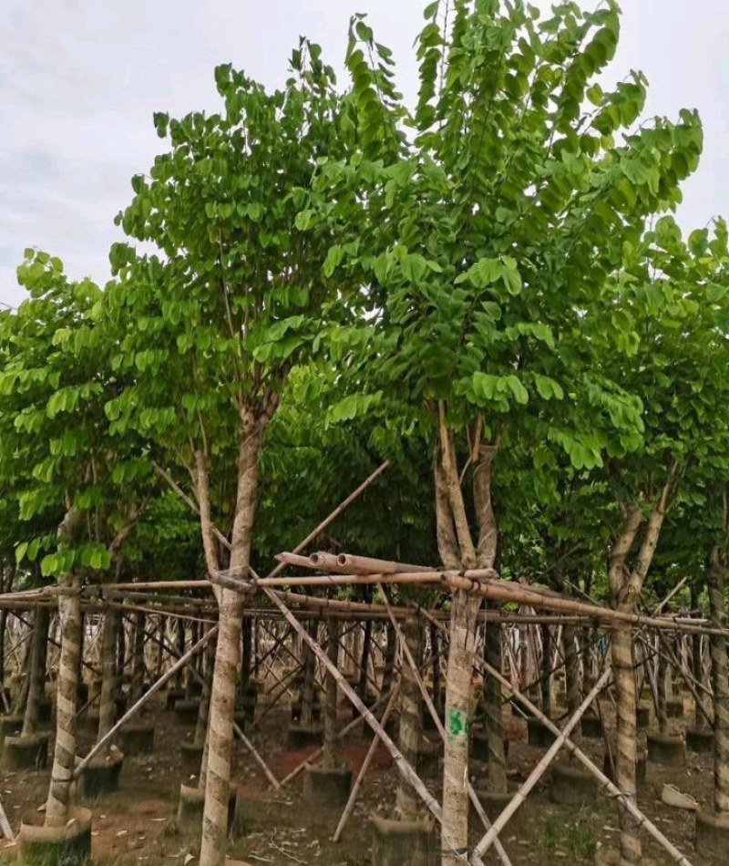 5-20公分宫粉紫荆洋紫荆宫粉羊蹄甲弯叶树