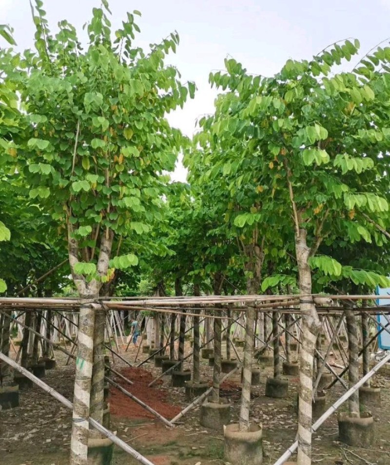 5-20公分宫粉紫荆洋紫荆宫粉羊蹄甲弯叶树