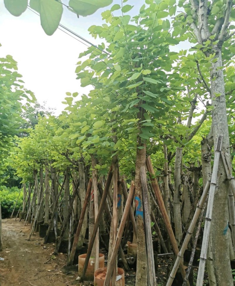 5-20公分宫粉紫荆洋紫荆宫粉羊蹄甲弯叶树
