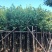 5-20公分宫粉紫荆洋紫荆宫粉羊蹄甲弯叶树
