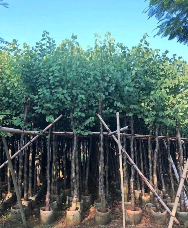 5-20公分宫粉紫荆洋紫荆宫粉羊蹄甲弯叶树