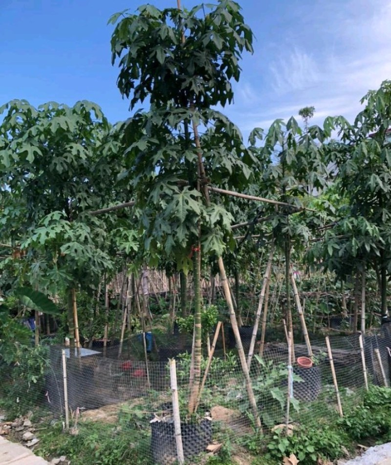 5-18公分澳洲火焰木槭叶酒瓶树