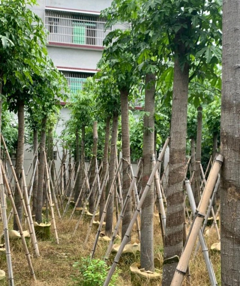 5-18公分澳洲火焰木槭叶酒瓶树