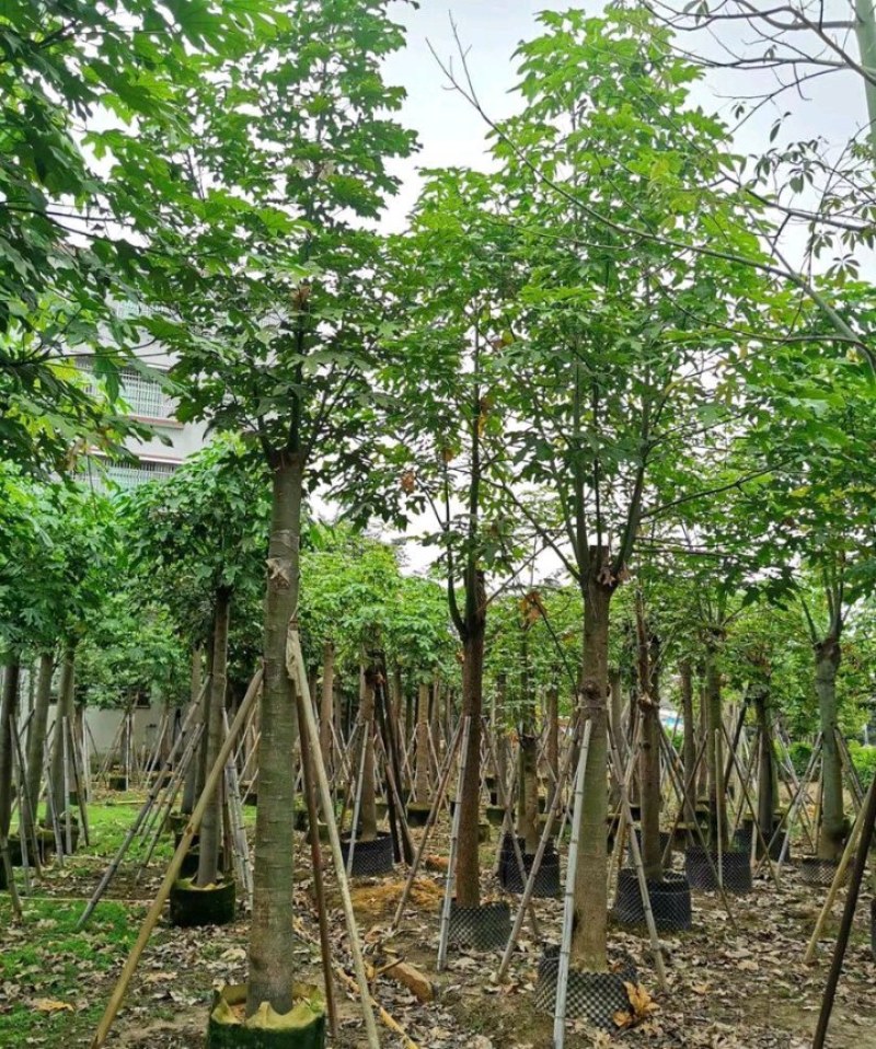 5-18公分澳洲火焰木槭叶酒瓶树