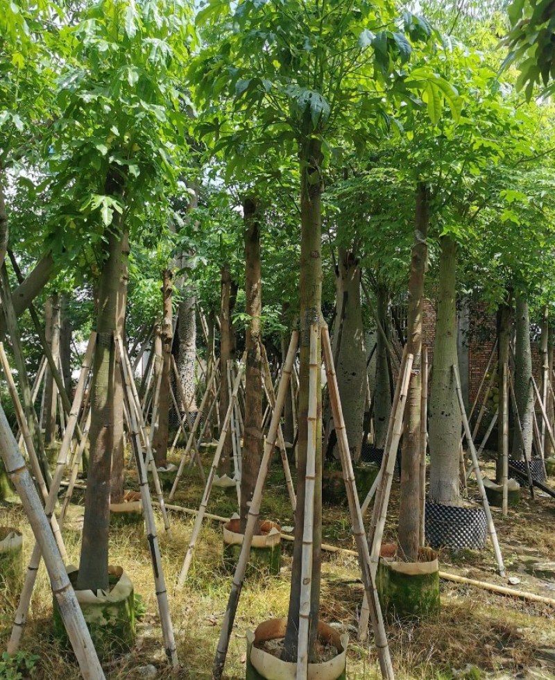 5-18公分澳洲火焰木槭叶酒瓶树