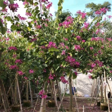 5-20公分红花紫荆红花羊蹄甲红紫荆玲甲花