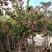 5-20公分红花紫荆红花羊蹄甲红紫荆玲甲花