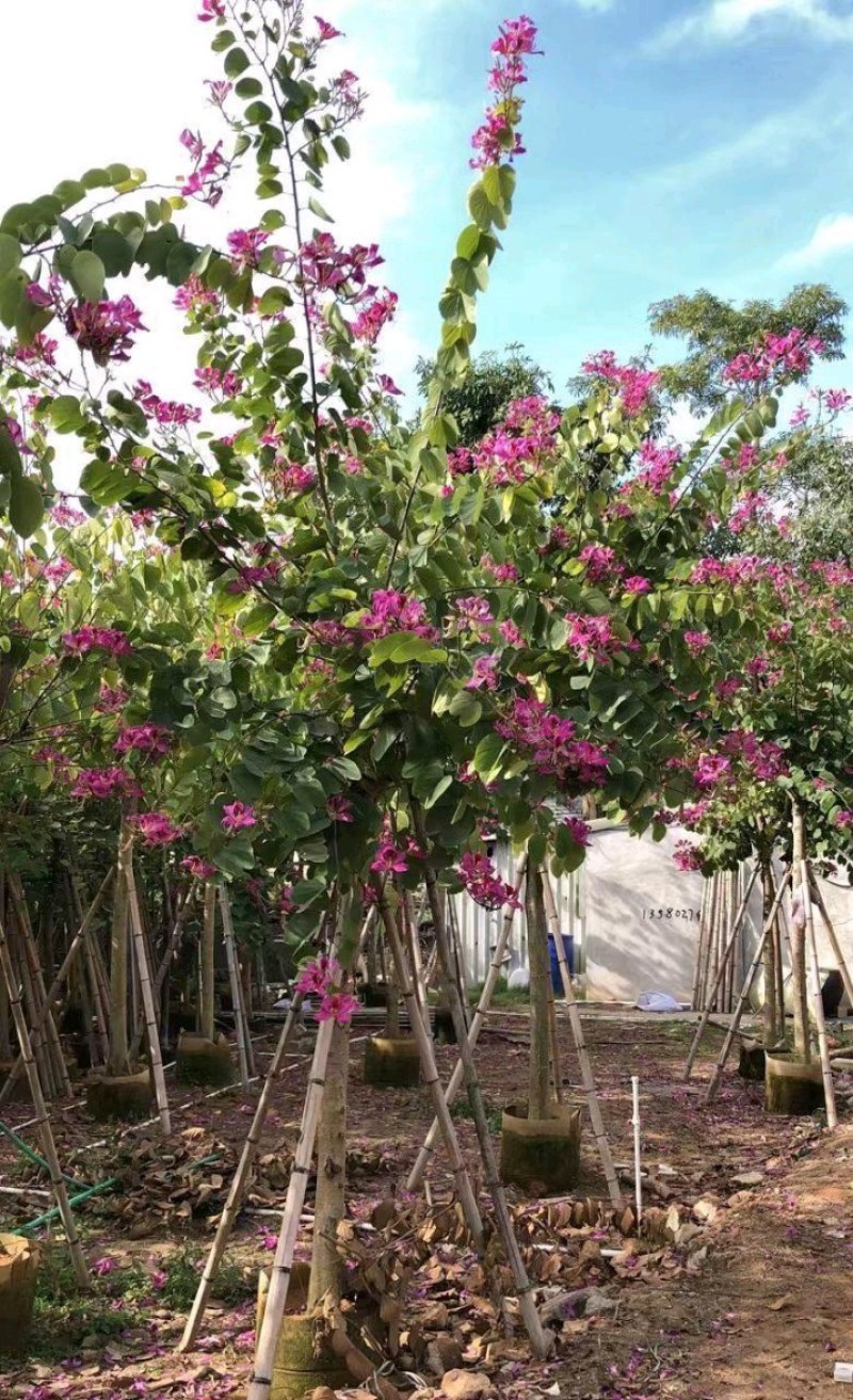 5-20公分红花紫荆红花羊蹄甲红紫荆玲甲花
