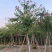 5-20公分红花紫荆红花羊蹄甲红紫荆玲甲花