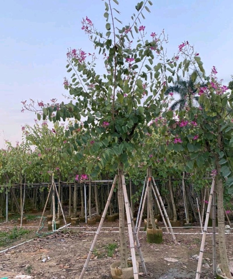 5-20公分红花紫荆红花羊蹄甲红紫荆玲甲花
