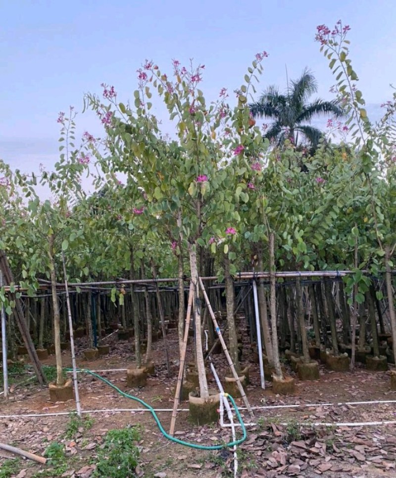 5-20公分红花紫荆红花羊蹄甲红紫荆玲甲花