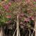 5-20公分红花紫荆红花羊蹄甲红紫荆玲甲花