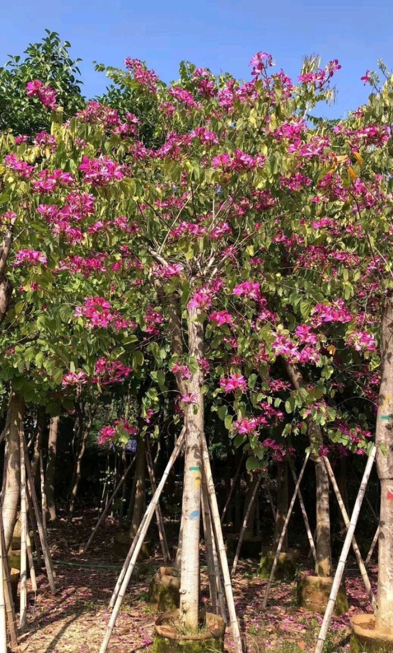 5-20公分红花紫荆红花羊蹄甲红紫荆玲甲花