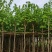 5-20公分红花紫荆红花羊蹄甲红紫荆玲甲花