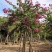 5-20公分红花紫荆红花羊蹄甲红紫荆玲甲花