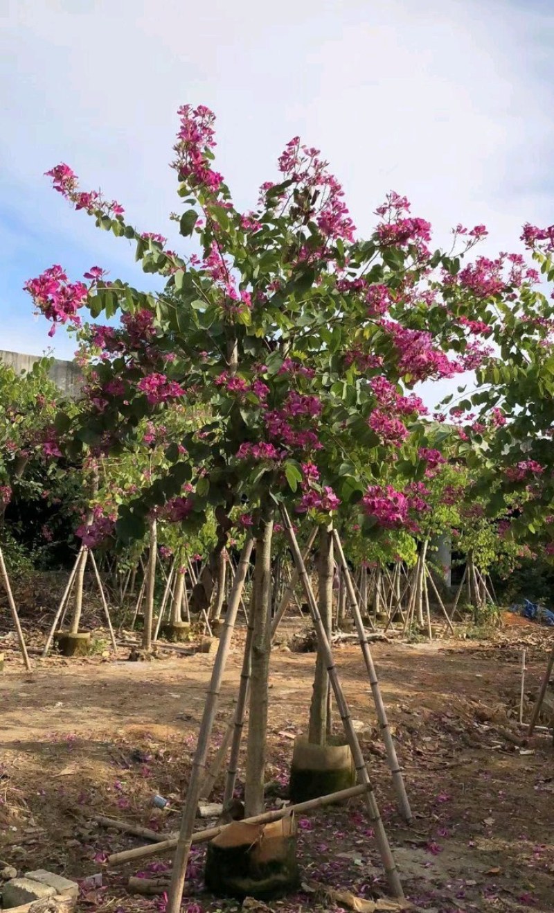5-20公分红花紫荆红花羊蹄甲红紫荆玲甲花