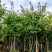 5-20公分红花紫荆红花羊蹄甲红紫荆玲甲花