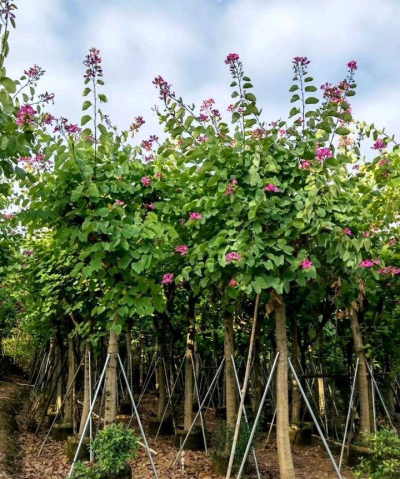 5-20公分红花紫荆红花羊蹄甲红紫荆玲甲花