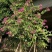 5-20公分红花紫荆红花羊蹄甲红紫荆玲甲花