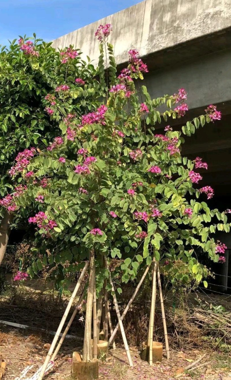 5-20公分红花紫荆红花羊蹄甲红紫荆玲甲花