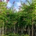 5-20公分红花紫荆红花羊蹄甲红紫荆玲甲花