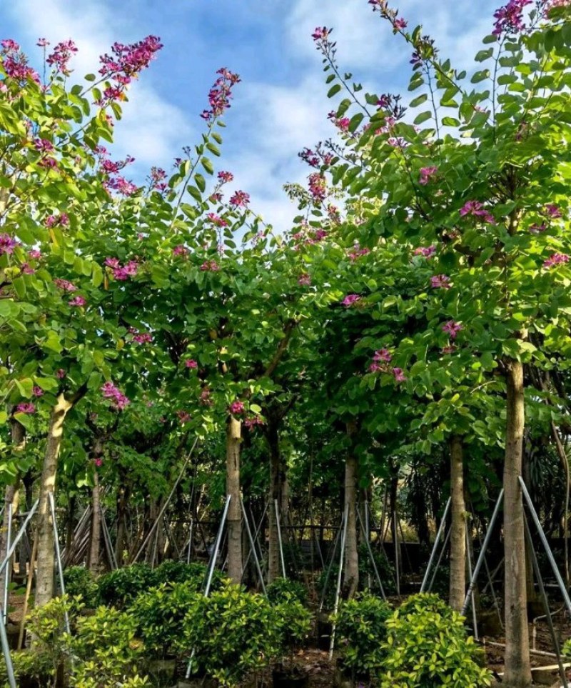 5-20公分红花紫荆红花羊蹄甲红紫荆玲甲花