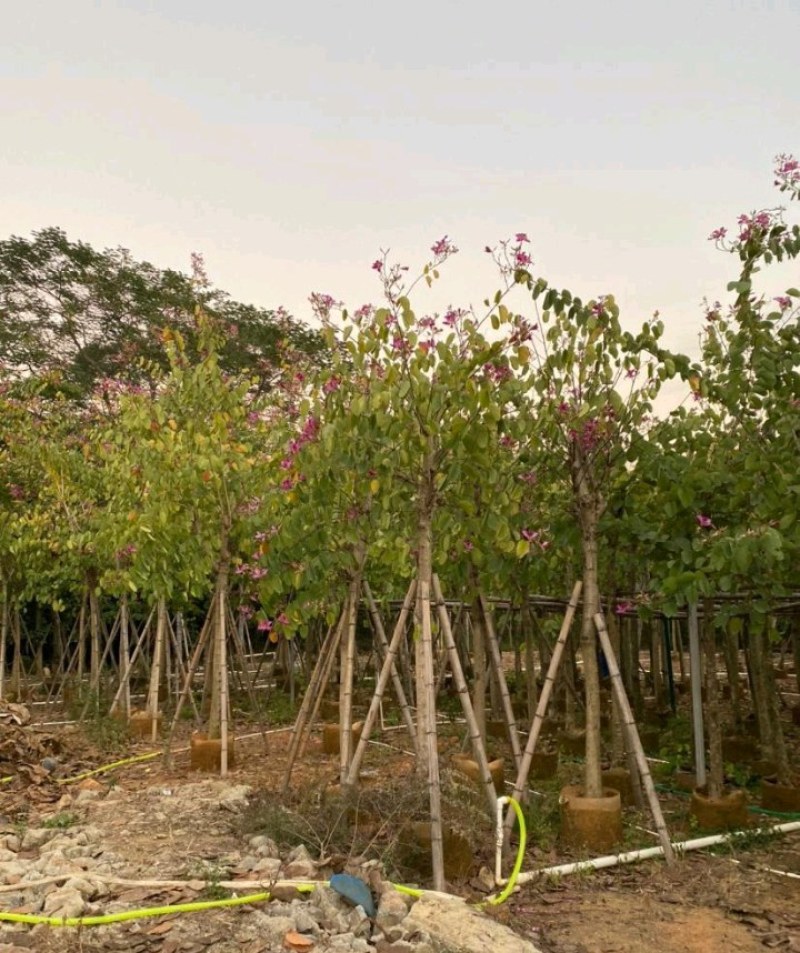 5-20公分红花紫荆红花羊蹄甲红紫荆玲甲花