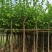 5-20公分红花紫荆红花羊蹄甲红紫荆玲甲花