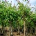 5-20公分红花紫荆红花羊蹄甲红紫荆玲甲花