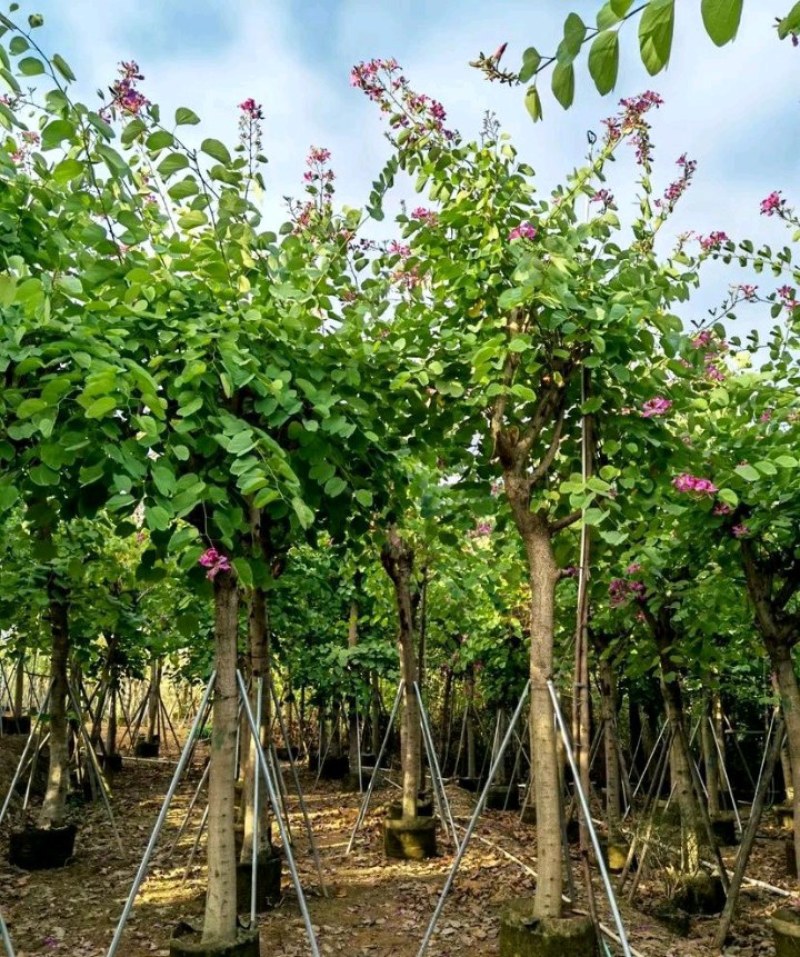 5-20公分红花紫荆红花羊蹄甲红紫荆玲甲花