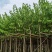 5-20公分红花紫荆红花羊蹄甲红紫荆玲甲花