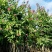 5-20公分红花紫荆红花羊蹄甲红紫荆玲甲花