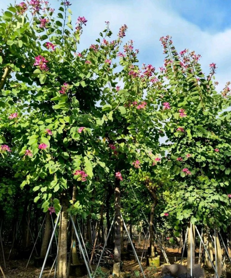 5-20公分红花紫荆红花羊蹄甲红紫荆玲甲花