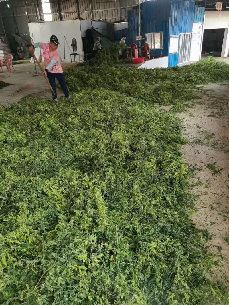 相思茶鸡骨草叶相思藤茶货大质优