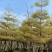 5-15公分锦叶榄仁花叶榄仁雪花榄仁