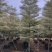 5-15公分锦叶榄仁花叶榄仁雪花榄仁
