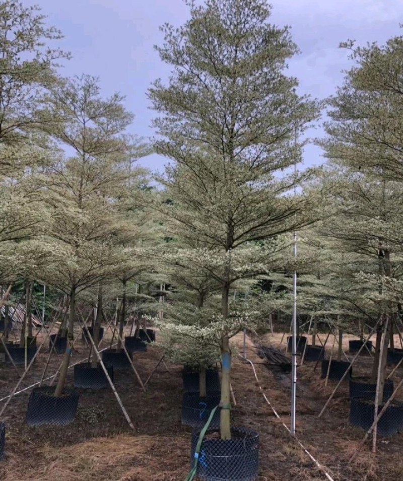 5-15公分锦叶榄仁花叶榄仁雪花榄仁
