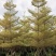 5-15公分锦叶榄仁花叶榄仁雪花榄仁