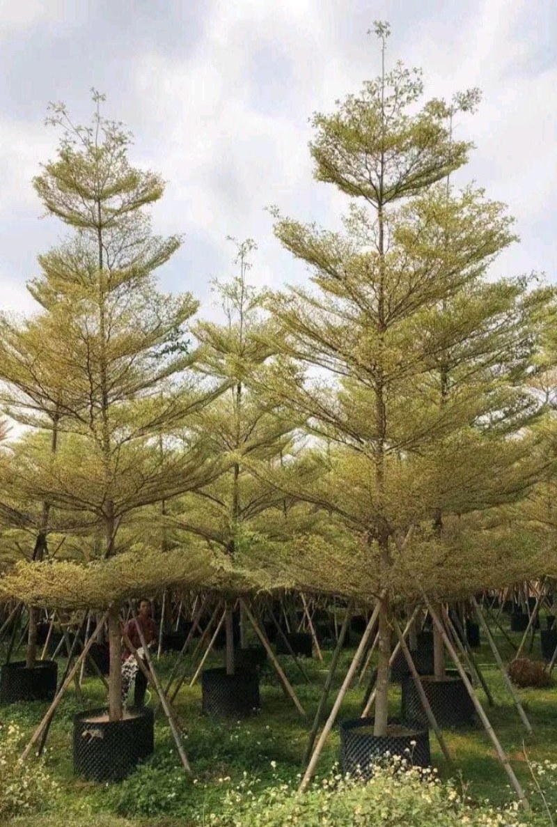 5-15公分锦叶榄仁花叶榄仁雪花榄仁