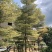 5-15公分锦叶榄仁花叶榄仁雪花榄仁