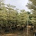 5-15公分锦叶榄仁花叶榄仁雪花榄仁