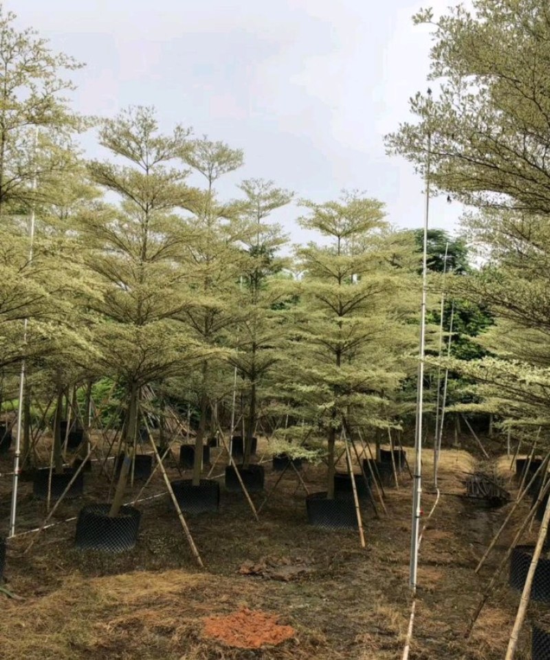 5-15公分锦叶榄仁花叶榄仁雪花榄仁