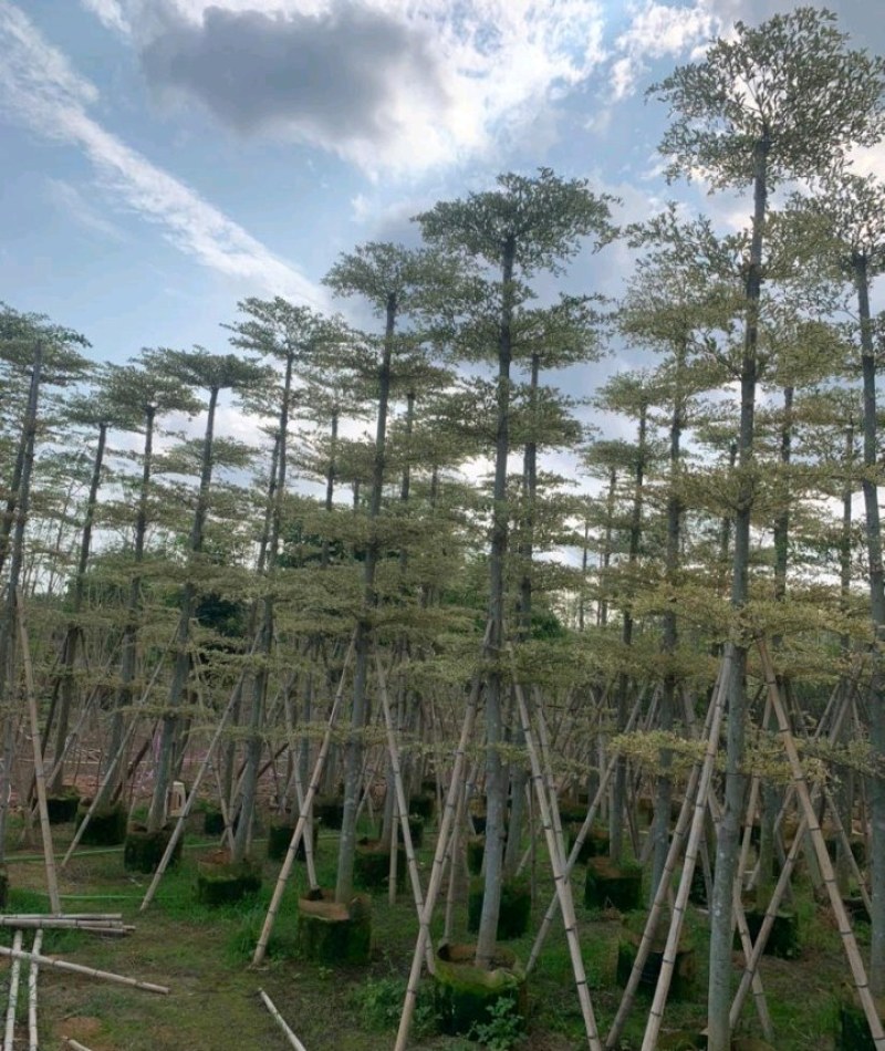 5-15公分锦叶榄仁花叶榄仁雪花榄仁