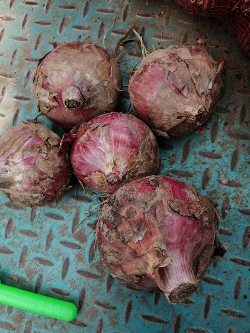 红洋葱，大量上市，需要的联系，，，，，，，质量保证