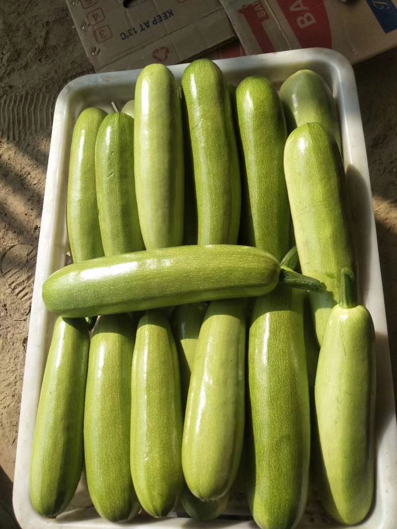 绿皮西葫芦聊城西葫芦大棚蔬菜产区，货源足，可提供视频