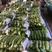 绿皮西葫芦聊城西葫芦大棚蔬菜产区，货源足，可提供视频