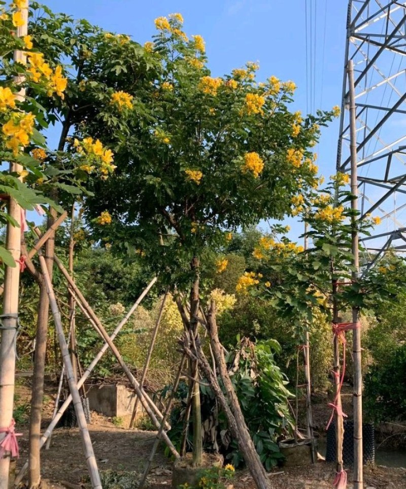 5-12公分黄槐黄槐决明