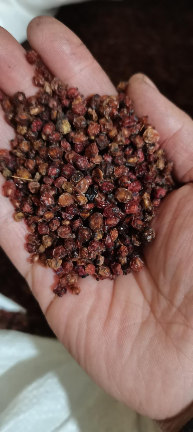 沙棘沙棘果新疆特产沙棘果批发各种中药材带抓中药